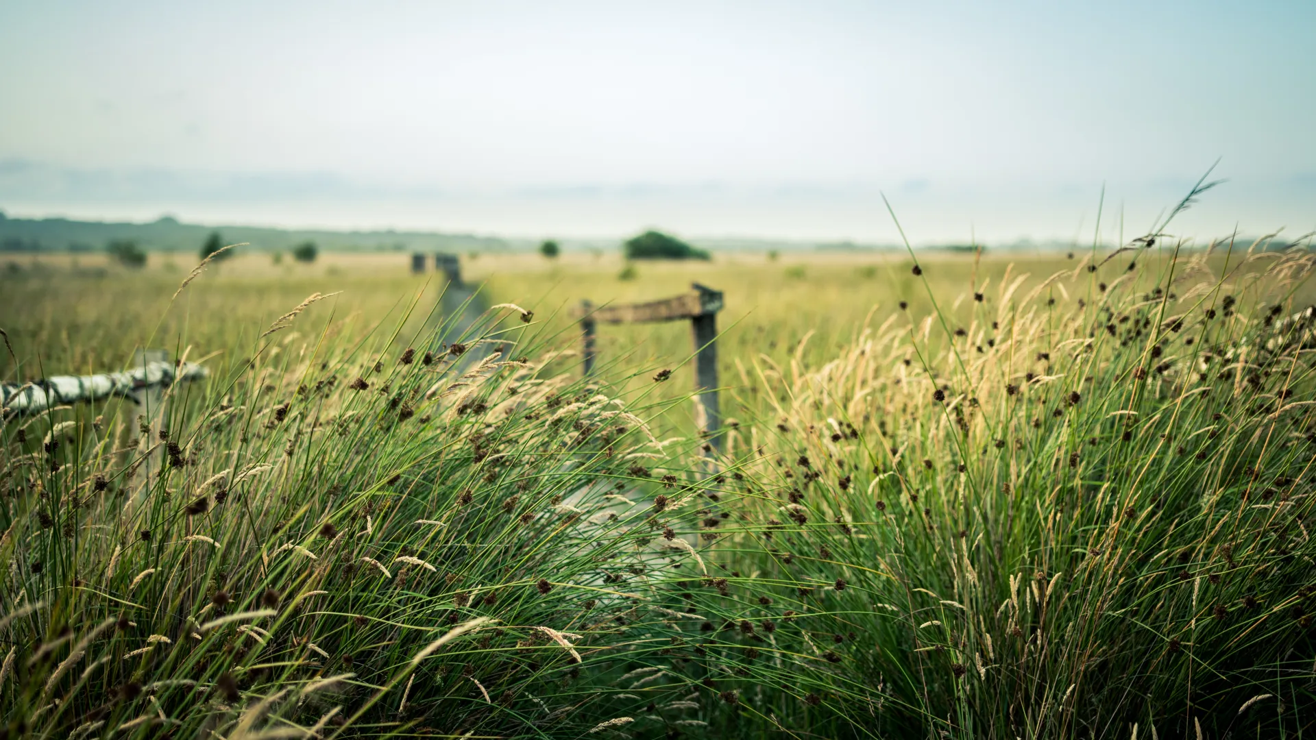 Wildes Moor